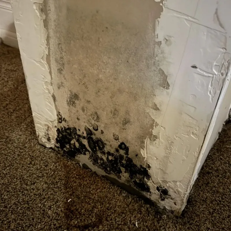 Professional Mold Removal in Garfield, TX